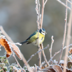 Mésange bleue