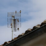 Hirondelles rustiques